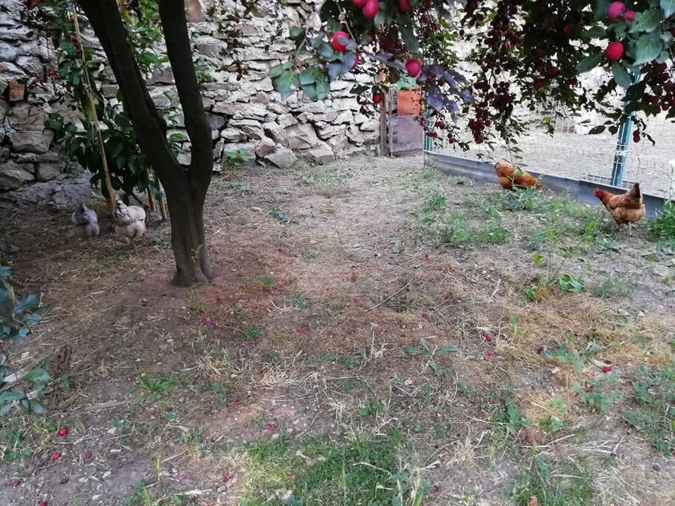 ChristineAitel1's tweet photo. Récolte du matin, parfums du potager. Sous le prunier, les poules profitent de la fraîcheur. Petit bonheur simple, grand sourire. Belle journée à tous! 💚#Potager #RécolteDuJour #Jardin #Poule #Prunier #VieAuVert https://t.co/GBlHeN1aDa