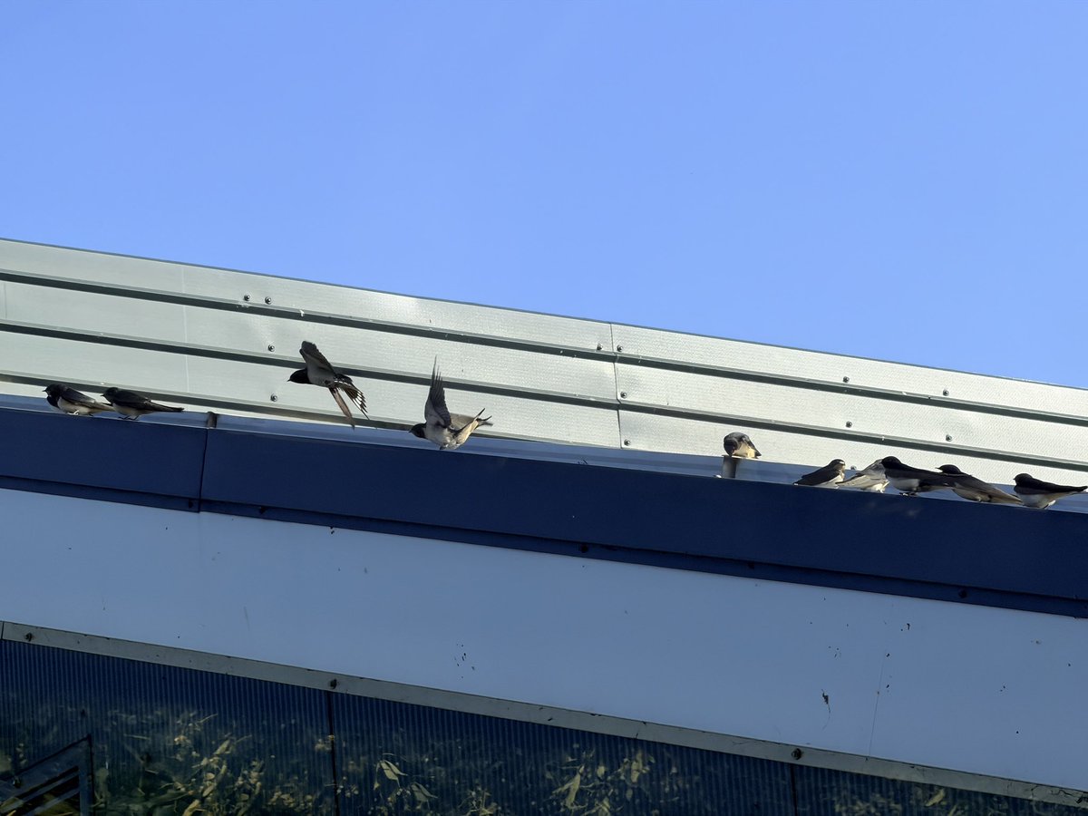 TheaBavel's tweet photo. Zaterdagochtend: vanaf het dak van de stal start de vliegklas voor de boerenzwaluwen 😍
#onzeboerennatuur https://t.co/WJjFekopow