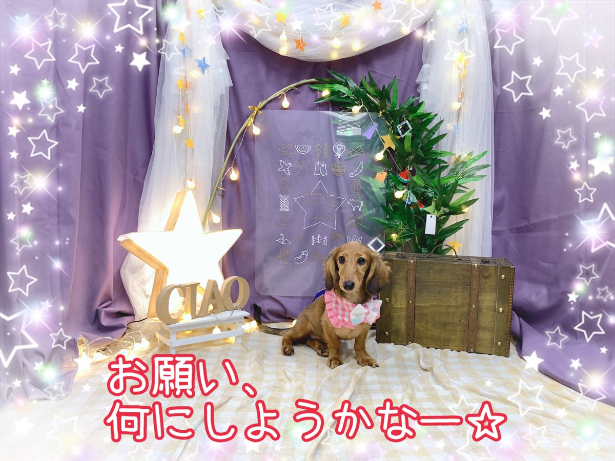 ciao2008's tweet photo. もうすぐ七夕なので、撮影をしました🌟🎋

#しつけ教室 #ドッグトレーナー #ドッグスクール #中野区 #MIX #マルチーズ #ダックス #七夕 https://t.co/tv5dmk9lYb