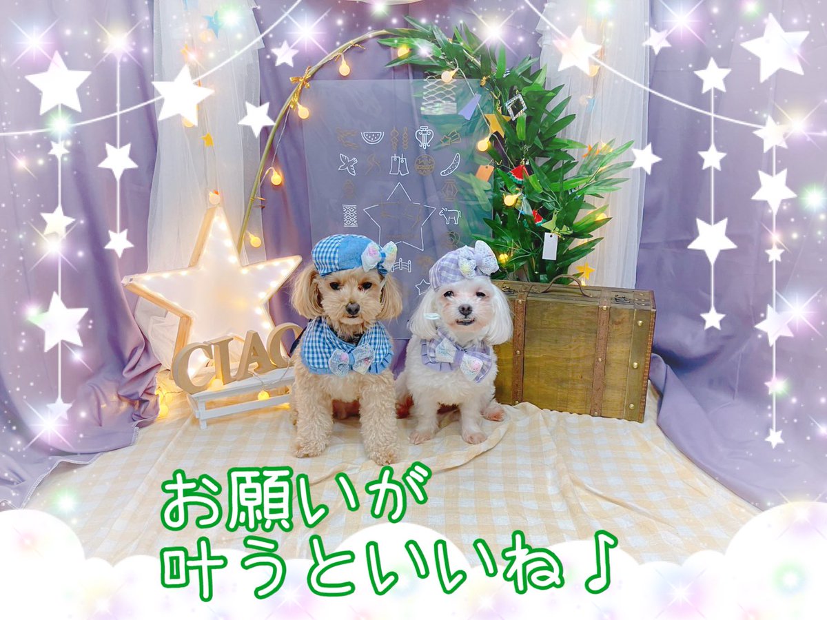 ciao2008's tweet photo. もうすぐ七夕なので、撮影をしました🌟🎋

#しつけ教室 #ドッグトレーナー #ドッグスクール #中野区 #MIX #マルチーズ #ダックス #七夕 https://t.co/tv5dmk9lYb