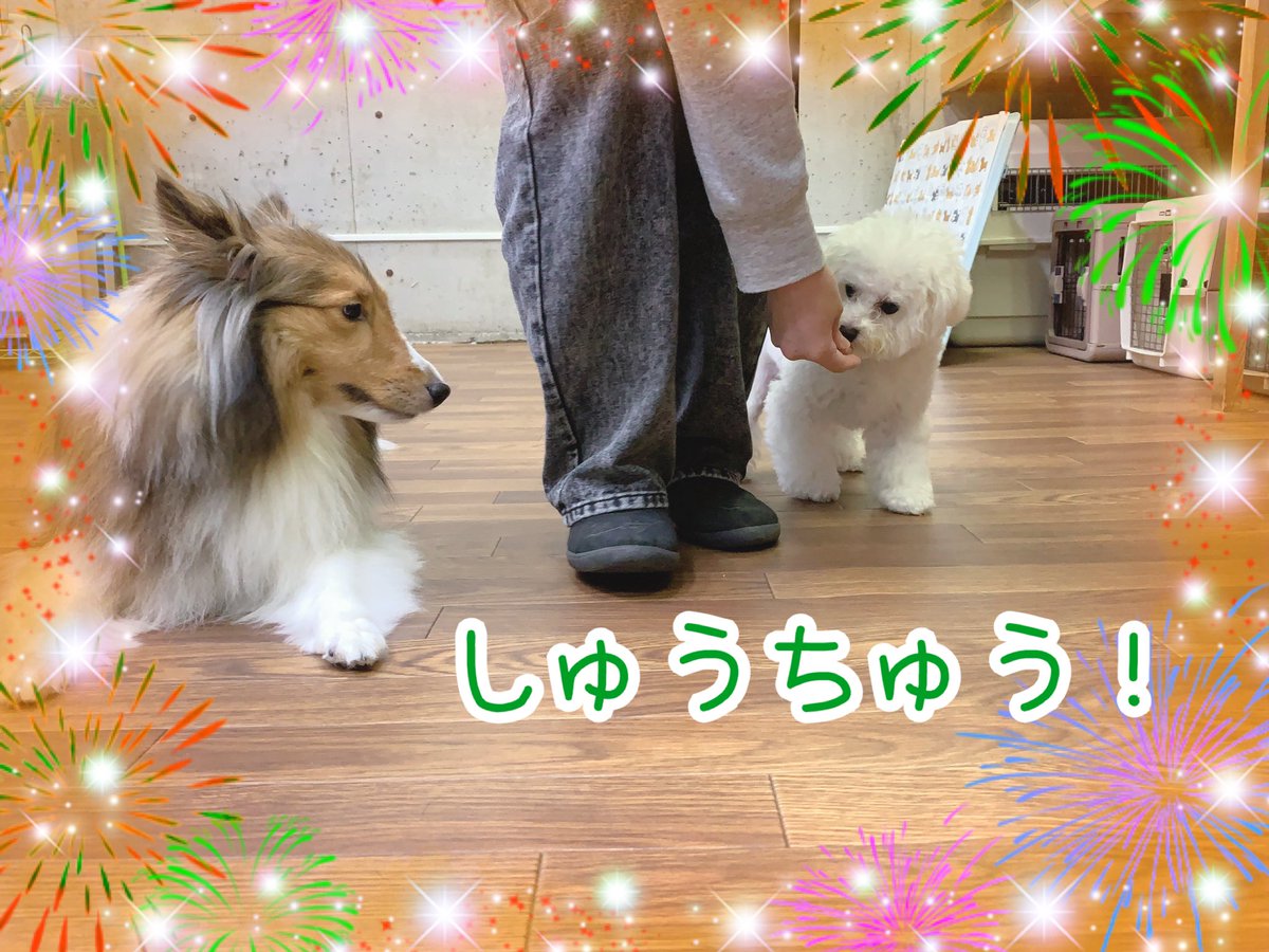 ciao2008's tweet photo. 一生懸命トレーニングを頑張っています✨

#しつけ教室 #ドッグトレーナー #ドッグスクール #中野区 #ビションフリーゼ #ついて #ピンシャー #ノーズワーク https://t.co/RqRpiGkaJC