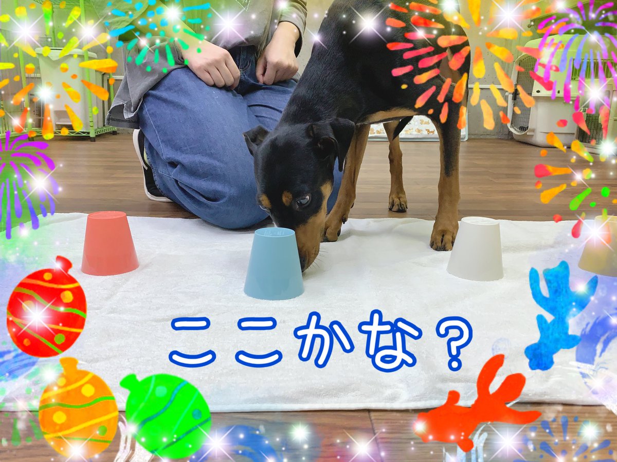 ciao2008's tweet photo. 一生懸命トレーニングを頑張っています✨

#しつけ教室 #ドッグトレーナー #ドッグスクール #中野区 #ビションフリーゼ #ついて #ピンシャー #ノーズワーク https://t.co/RqRpiGkaJC
