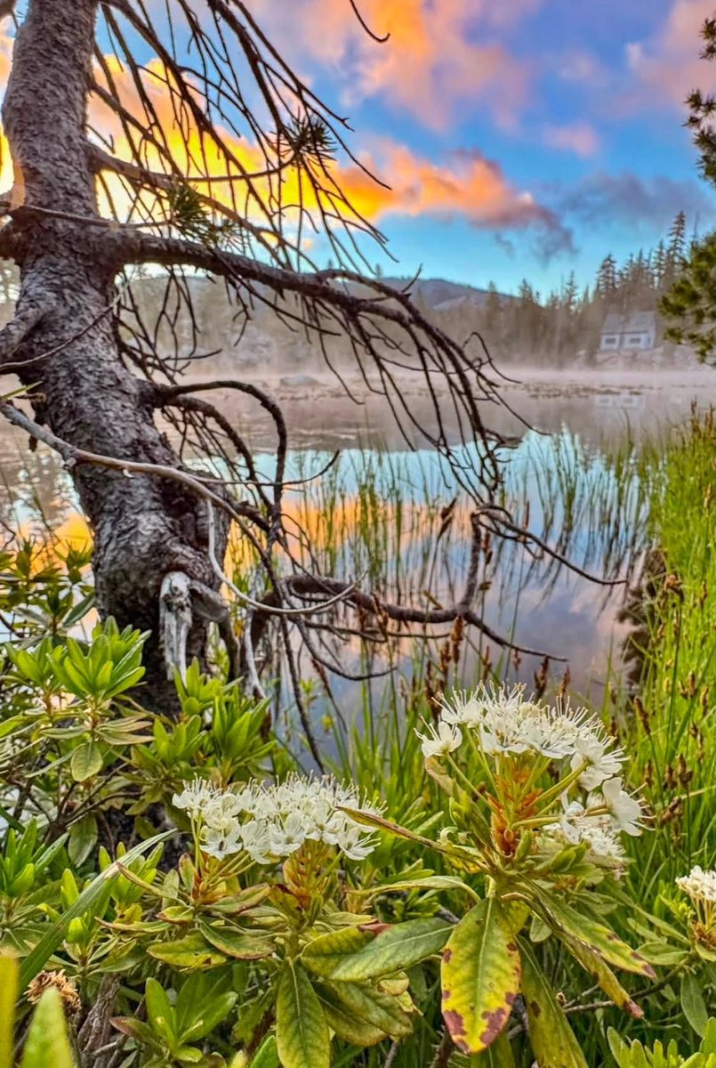 Georgia998044's tweet photo. The reflections on the lake, the wildflowers along the shore, and the stillness of the morning create a kind of beauty that’s hard to put into words. https://t.co/0bmSC0yMI4
