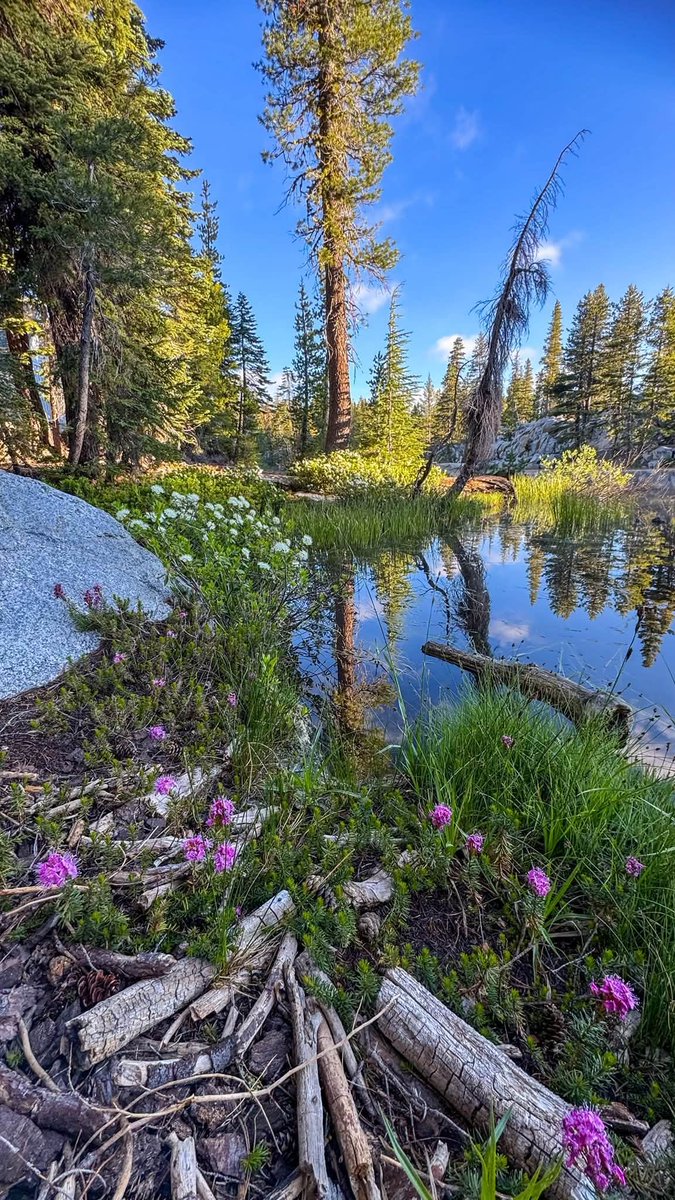 Georgia998044's tweet photo. The reflections on the lake, the wildflowers along the shore, and the stillness of the morning create a kind of beauty that’s hard to put into words. https://t.co/0bmSC0yMI4