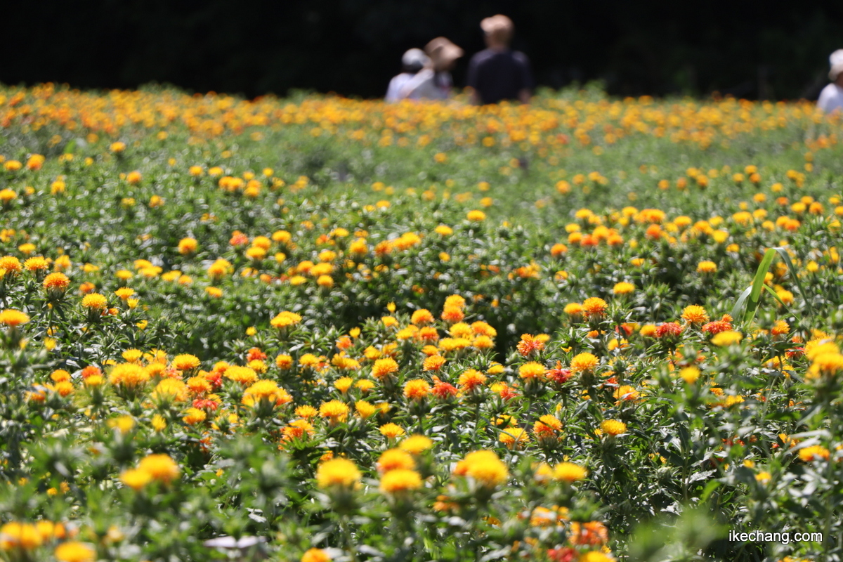 ikechang_com's tweet photo. 山形県天童市「おくのほそ道天童紅花まつり」橙色や白い紅花が青空に映えます!あす7月5日(日)は写真撮影会(9:00-10:30)、紅花染め・天童市観光物産協会の売店(9:30-15:00)などあります♪お車は道の駅天童温泉へ停めて、無料シャトルバスをご利用ください。

2026.07.04
#紅花 #紅花畑 #紅花まつり https://t.co/hZcn8NY08l
