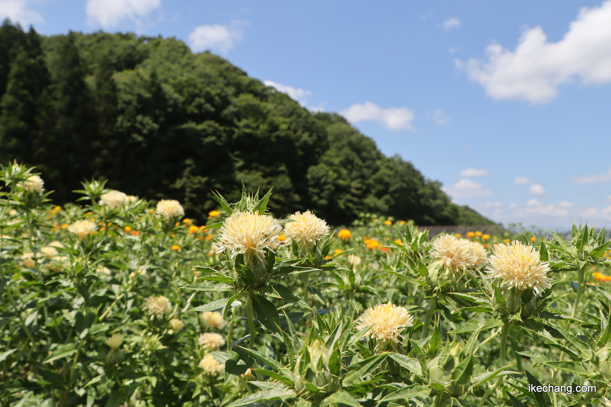 ikechang_com's tweet photo. 山形県天童市「おくのほそ道天童紅花まつり」橙色や白い紅花が青空に映えます!あす7月5日(日)は写真撮影会(9:00-10:30)、紅花染め・天童市観光物産協会の売店(9:30-15:00)などあります♪お車は道の駅天童温泉へ停めて、無料シャトルバスをご利用ください。

2026.07.04
#紅花 #紅花畑 #紅花まつり https://t.co/hZcn8NY08l