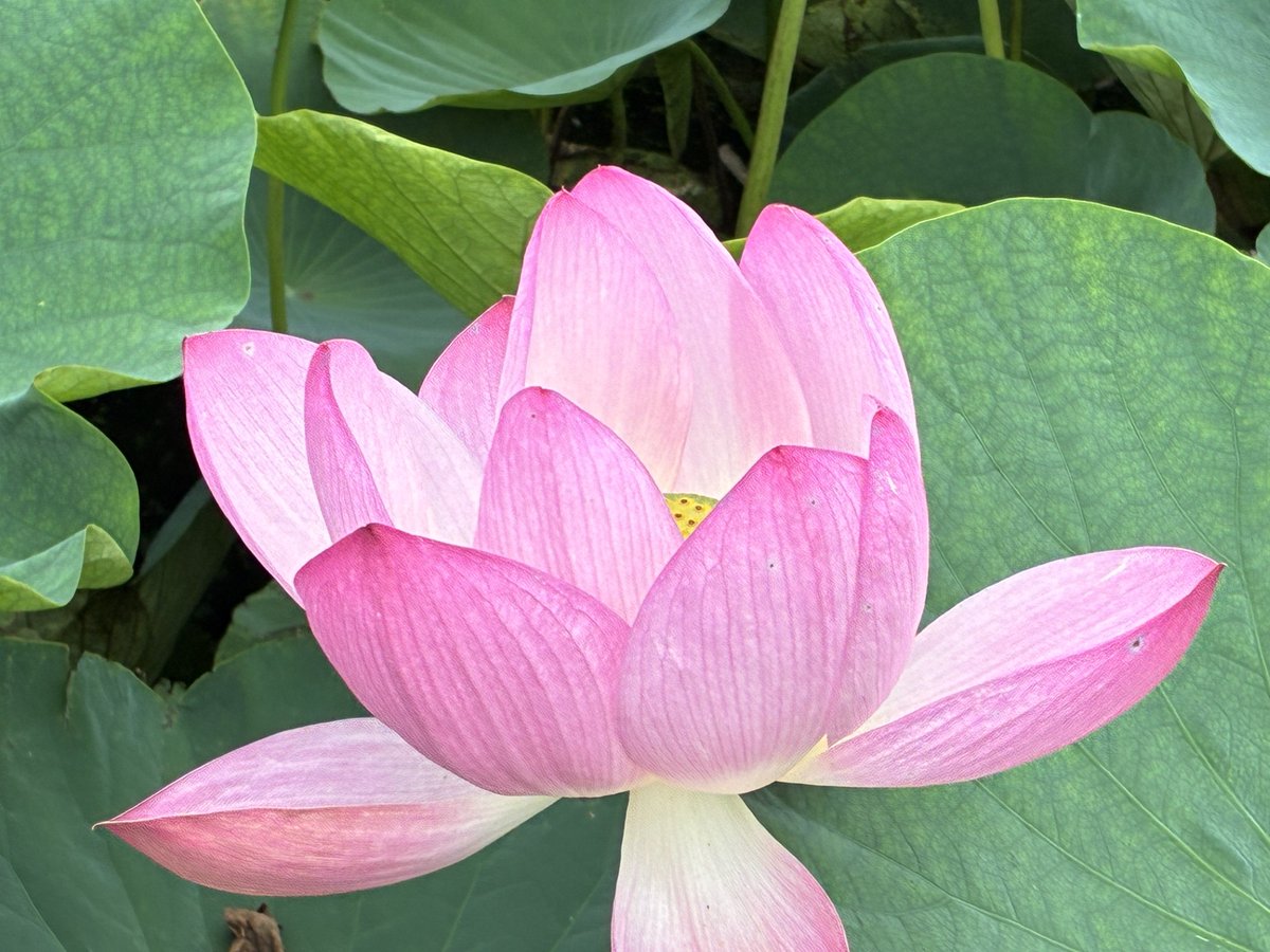 ParksMizumoto's tweet photo. ハスの花が見頃を迎えています✨
ハスは朝8時〜9時頃に美しく咲き、お昼にかけてゆっくりとしぼんで蕾に戻ってしまいます。
（※写真は午後の様子📸）
休日に少しだけ早起きをして、午前中の鮮やかなハスの光景を楽しんでみてはいかがでしょうか？

#水元公園　#ハス　#水辺の生きもの館　#Park　#蓮 https://t.co/T6wKX4jlX7