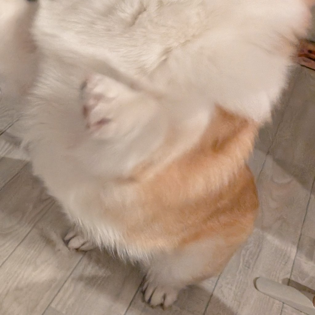 モルちゃん (@Maltinu_) / Posts / X