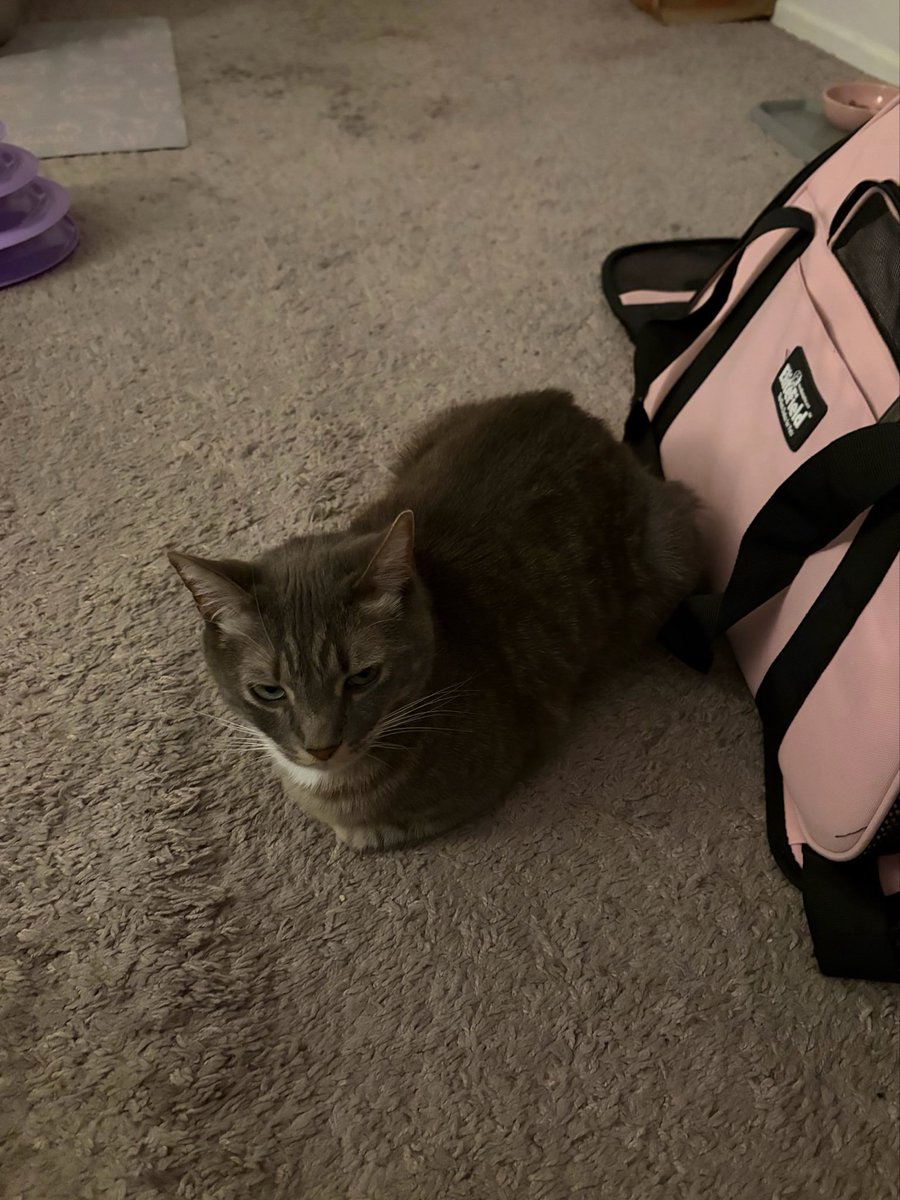 starrypaigee's tweet photo. She is so small and cute I could cry https://t.co/D0ybd9QKWt