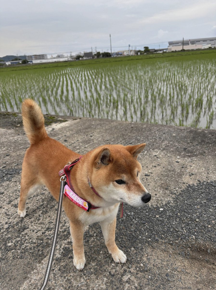 SNurystn1's tweet photo. それはそうと自動周回止まっちゃう？
最後の刀がドロする所でポチしないと進まないよ… https://t.co/ciDd5iZ2lY