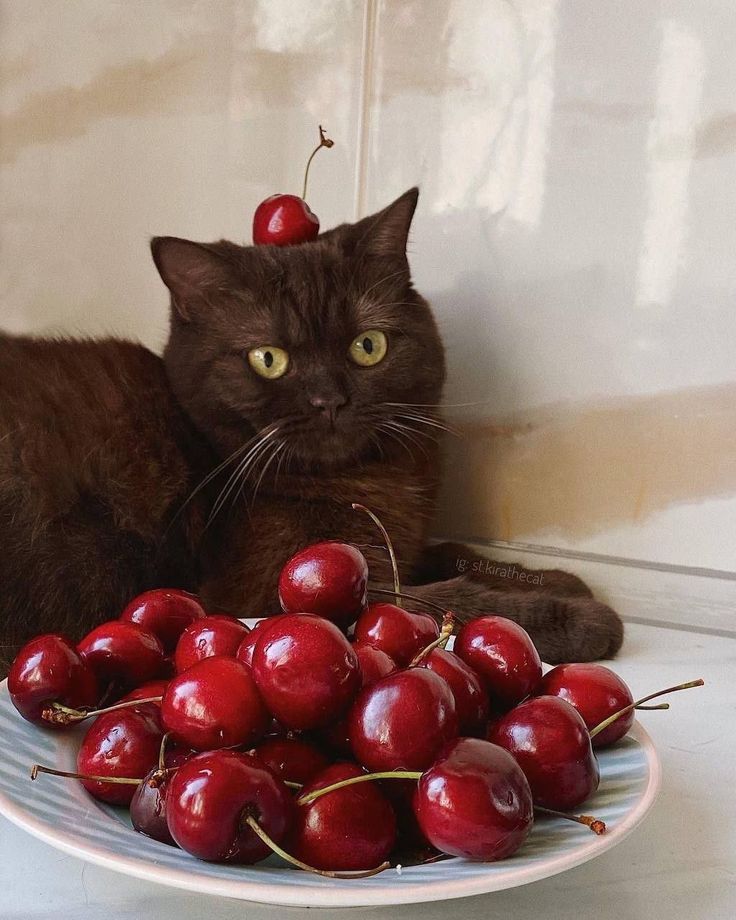 OurinIza's tweet photo. Happy Caturday 🍒 https://t.co/wtynJasXfD