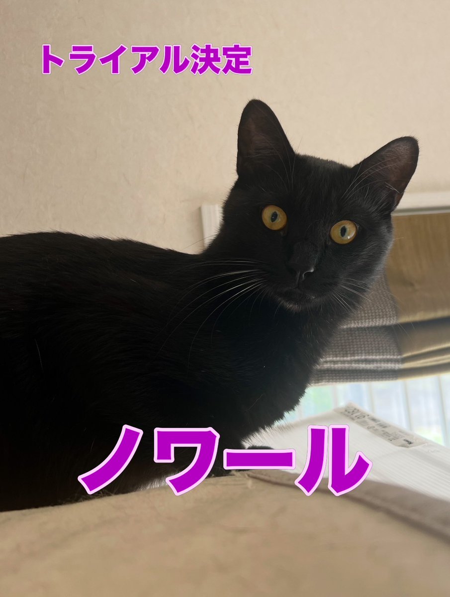 mimyu1028's tweet photo. トライアル決定🌸ノワール♂日取りは未定です📝
#里親募集中
#保護猫譲渡会 
#NPO法人にゃぶ
#地域の猫たちをおうちに
#保護猫譲渡会横浜
#保護猫里親募集中
#保護猫と暮らす
#横浜
#横浜市泉区
#横浜市戸塚区
#横浜市瀬谷区
#大和市
#綾瀬市
#弥生台
#いずみ野
#いずみ中央
#ゆめが丘
#保護猫
#譲渡会 https://t.co/Bo6mAzTehS