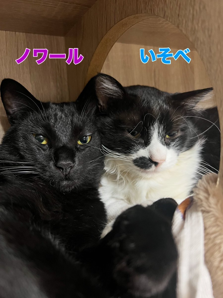 mimyu1028's tweet photo. トライアル決定🌸ノワール♂日取りは未定です📝
#里親募集中
#保護猫譲渡会 
#NPO法人にゃぶ
#地域の猫たちをおうちに
#保護猫譲渡会横浜
#保護猫里親募集中
#保護猫と暮らす
#横浜
#横浜市泉区
#横浜市戸塚区
#横浜市瀬谷区
#大和市
#綾瀬市
#弥生台
#いずみ野
#いずみ中央
#ゆめが丘
#保護猫
#譲渡会 https://t.co/Bo6mAzTehS