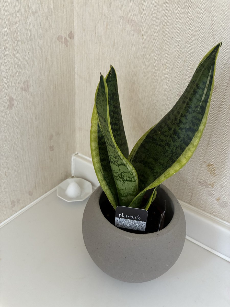 kkshkr's tweet photo. 金運を上げるために
トイレのマットを黄色に
観葉植物のサンスベリアを置き
盛り塩も
完璧！！
盛り塩は、1日と15日にこうかんするよ

金持ちは、トイレが綺麗なんだって、いつまで続けられるかなぁ https://t.co/tdhgjpR1TS
