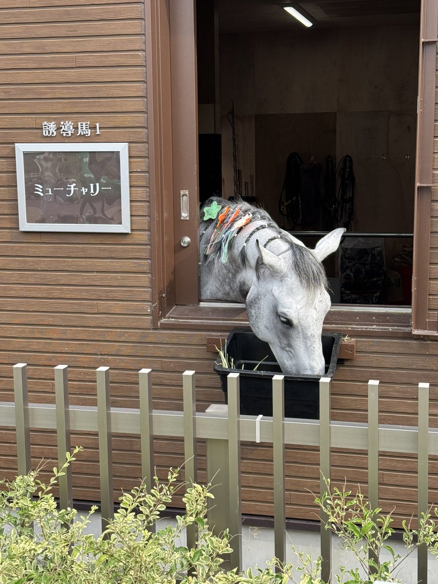 u107's tweet photo. 船橋競馬場開いてたから、ふらっと入ってみた。誘導馬、たてがみに飾りつけててもらって可愛い😍
#船橋競馬場 https://t.co/4snmEFvYUw