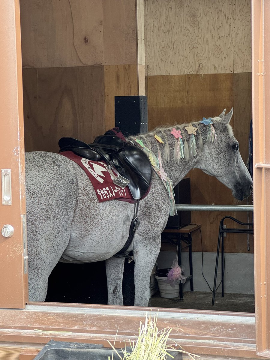 u107's tweet photo. 船橋競馬場開いてたから、ふらっと入ってみた。誘導馬、たてがみに飾りつけててもらって可愛い😍
#船橋競馬場 https://t.co/4snmEFvYUw