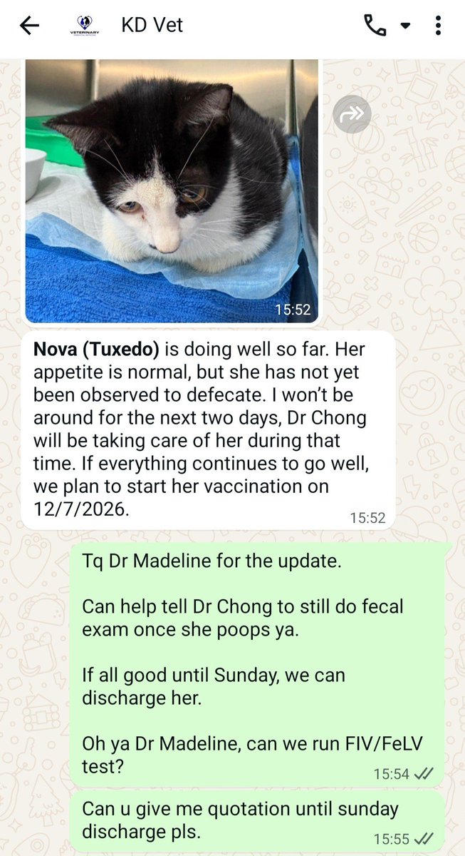 LindaElleHafiza's tweet photo. Nama di beri NOVA.
Sblm tukar nama to Nova, letak nama Tuxedo.
I have paid RM 300 deposit for her admission.

Sy plan to discharge Nova esok ahad.
Tp sy perlu kan funds utk discharge.
Hutang sy kat KD vet dah almost RM 7k.
Sy tak di benar kan discharge Nova without full payment

Sy attached unofficial quotation yg doctor bagi.
Vet bill estimated to be RM 618.70

Tolak deposit then Nova is looking at the balance of RM 318 utk discharge esok. 

Tolong Nova ye.

Bantu repost 🙏
@fatyhax @itsybitsymin
@murdockfen @ManjitSinghG5 
@ketengahketepi @nabilfikran10