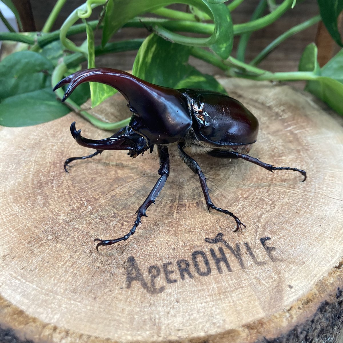 aperohyle_bios's tweet photo. こんにちは♪アペロヒューレビオスです！

フローレンシスニセヒメカブトが羽化してきました✨

♂は75ミリ、♀フリーサイズにて16日からの周年祭の景品にしようと考えています！

メジャーなカブトムシではないですが一目見たらハマること間違いなしの成体だと思います♪ https://t.co/0XWAcQrT47