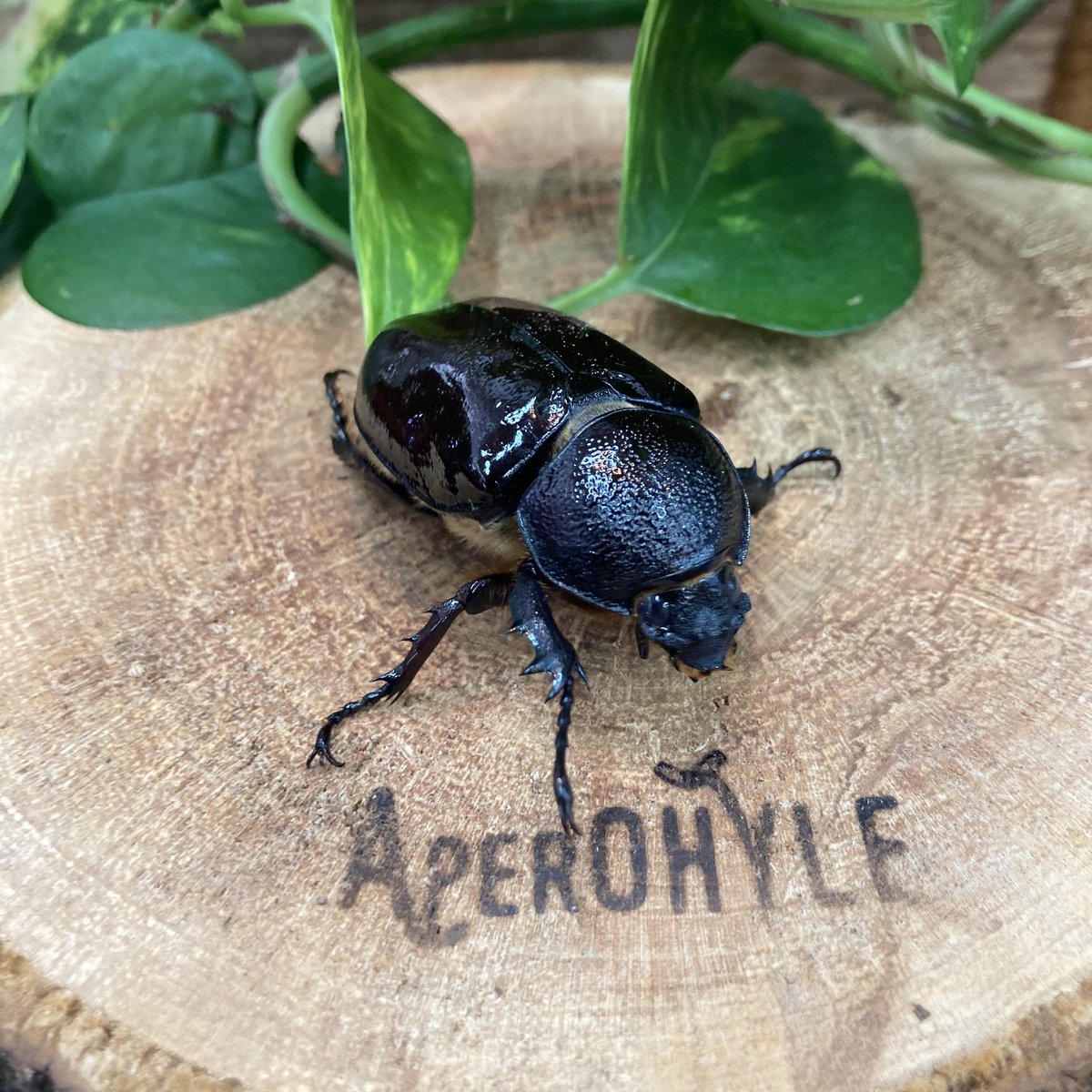aperohyle_bios's tweet photo. こんにちは♪アペロヒューレビオスです！

フローレンシスニセヒメカブトが羽化してきました✨

♂は75ミリ、♀フリーサイズにて16日からの周年祭の景品にしようと考えています！

メジャーなカブトムシではないですが一目見たらハマること間違いなしの成体だと思います♪ https://t.co/0XWAcQrT47
