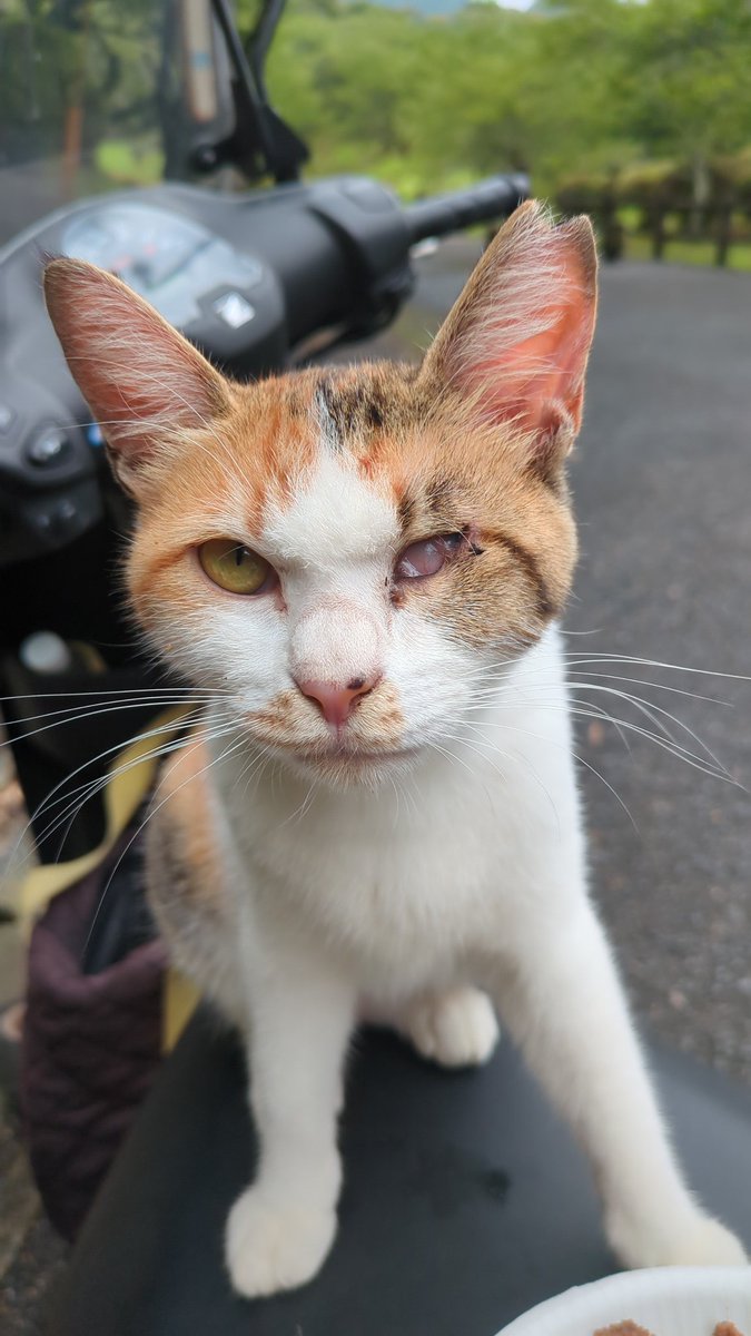 hattarikuns's tweet photo. #里親募集中
#福岡県
#飯塚市
#片目の三毛猫
宜しくお願いします。 https://t.co/5HXOabIIcw