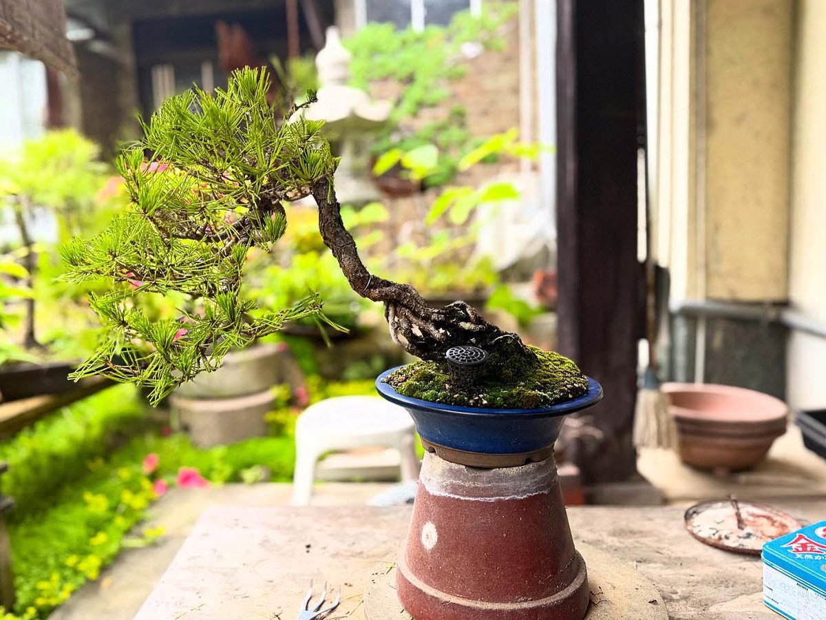 Fc_Gami's tweet photo. 剪定

赤松 12鉢   黒松 20鉢

剪定終わり
次は真柏

#盆栽 #bonsai
#松伯 #剪定 #みどり摘み https://t.co/dMO1SyuWd3
