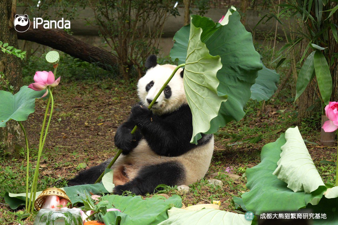 ipandacom's tweet photo. Happy 6th birthday to our beloved He Hua &amp; He Ye! Double the love, double the surprises for our twin sisters today. May their lives be filled with endless bamboo and happiness!

#ChengduPandaBase #PandaFun #PandaPic #HappyBirthday https://t.co/NdG3I2R3Yl