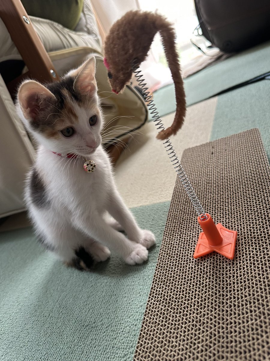 ssmi5103's tweet photo. 友の家にきた！
目的はこいつ🐱💕ᕕ( ᐛ )ᕗ https://t.co/3ZJTc1MWtH