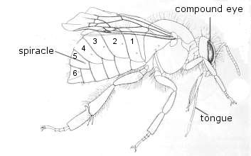 vatesinsectorum's tweet photo. Some too short to reach and are fortunate enough to only bite the throat of the flower to get a single drop. 

They sing a song in a low hum. 

The rightful kingdom can hear the low hum.

Be careful, the traps may await the humming as well. https://t.co/DNofNawjmR