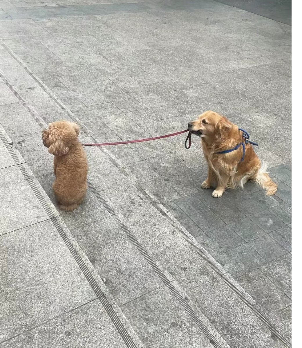 meli17_ashley's tweet photo. When your morning walk now includes your tiny pup instead of scrolling through news feeds—small shifts = big joy. ， https://t.co/HTTLuGJM28