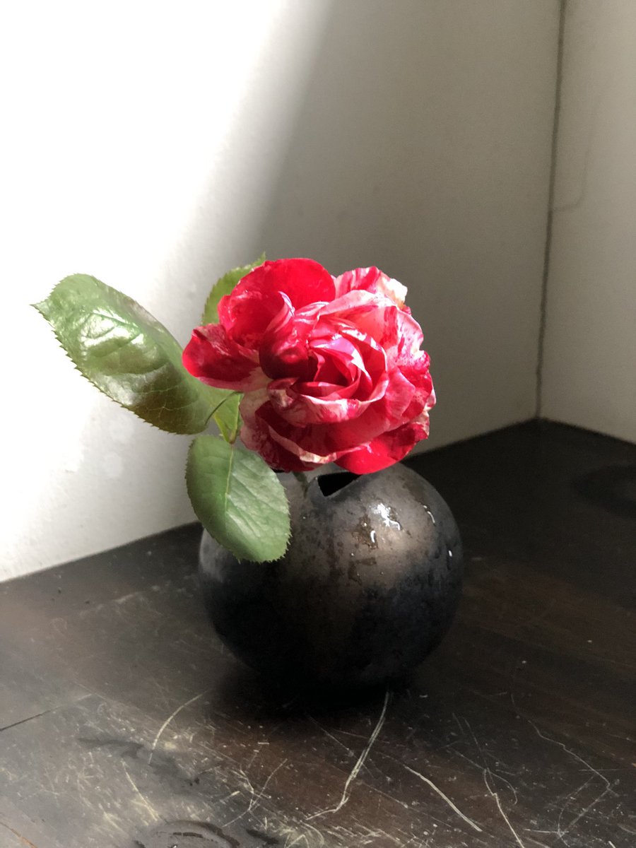 koomyie's tweet photo. センチメンタルが小さめですが、咲いてくれました🌹 https://t.co/BO6lkUrxts