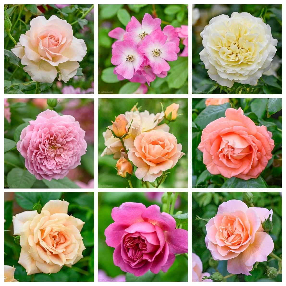 VenetiaJane's tweet photo. On 20th November 1986, the rose was declared the national flower of the United States. So today, a bouquet of roses from an English garden, sent with warmest wishes to all our friends across the pond for a very happy 4th of July. Have a wonderful Independence Day! https://t.co/s6EHFoDvdQ