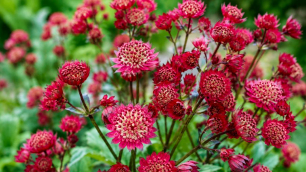 Vaste_Tuinplant's tweet photo. Sommige planten stelen de show, andere maken je hele border mooier. 🌸
Ontdek waarom Astrantia major ‘Ruby Wedding’ onze plant van juli is! 👇
https://t.co/z1sTbJJ7Yu
#vastetuinplanten #astrantia #plantvandemaand #borderinspiratie #tuininspiratie #zomertuin #vasteplanten https://t.co/jm1hQrJzgF