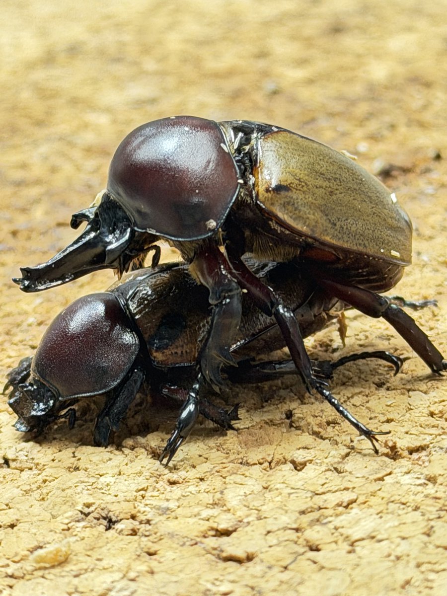 Kobe_KUWAI's tweet photo. #INSECTDISCOVERY
#インセクトディスカバリー
2026年7月19日(日)11時〜16時
#ヨツボシマッシヴツノヒナカブト
♀前フ節2本ともないですが
孵化率が悪くなり♂との交尾かれこれ10分は
交尾してくれてますがんばれ♀(╹◡╹)
19日(日)インセクトディスカバーリー
幼虫4頭セットを販売します。 https://t.co/vE7zFg14JO
