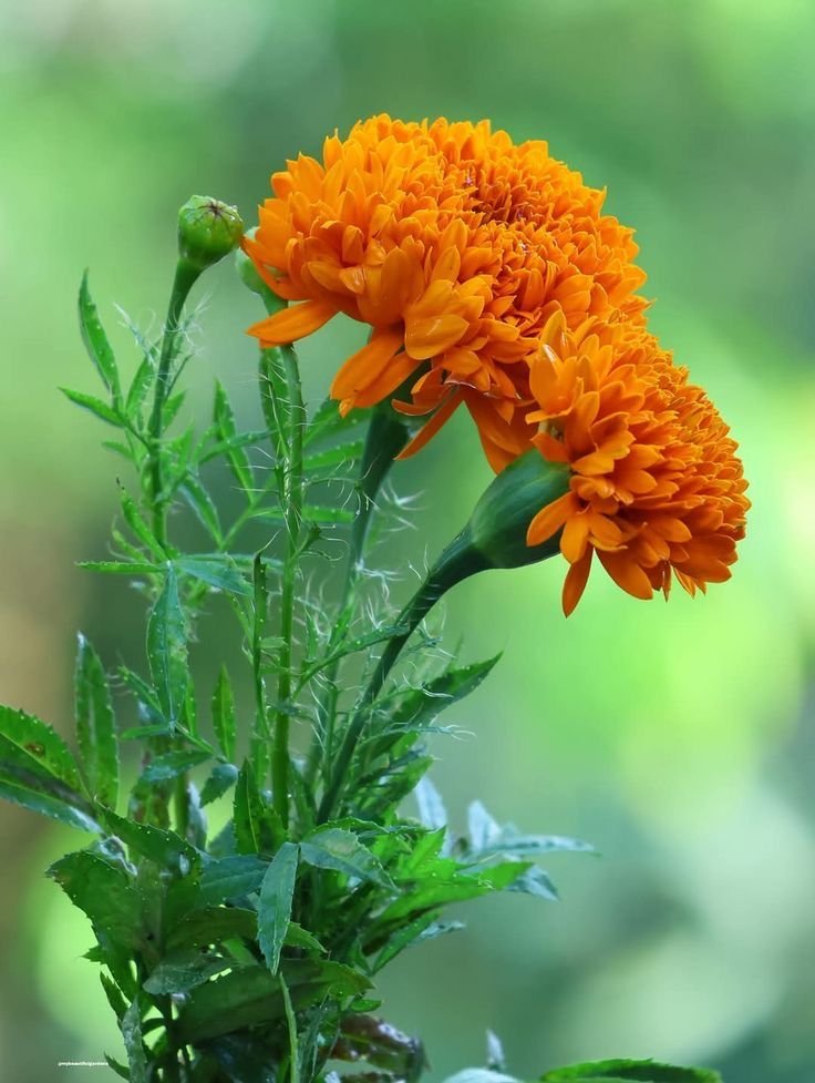 th_shankar's tweet photo. Where flowers bloom so does hope.
Happy Weekend....
#Orange ๐งก
#SimpleSaturday โจ https://t.co/2LBZ3xKDCm