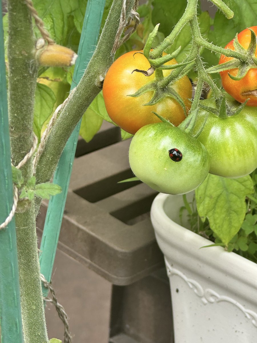 catalyst_wife's tweet photo. ①ムッチリなプチぷよ🍅
②誰が食べたの？茗荷の葉
③キュウリが大きくなりません😢
④ミニトマトにてんとう虫は大丈夫？
 #ミニトマト
 #キュウリ
 #家庭菜園 https://t.co/XJczciLd2O