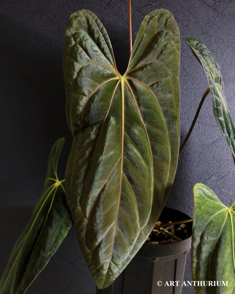 私のモンステラ (@mymonstera) / Posts and Replies / X