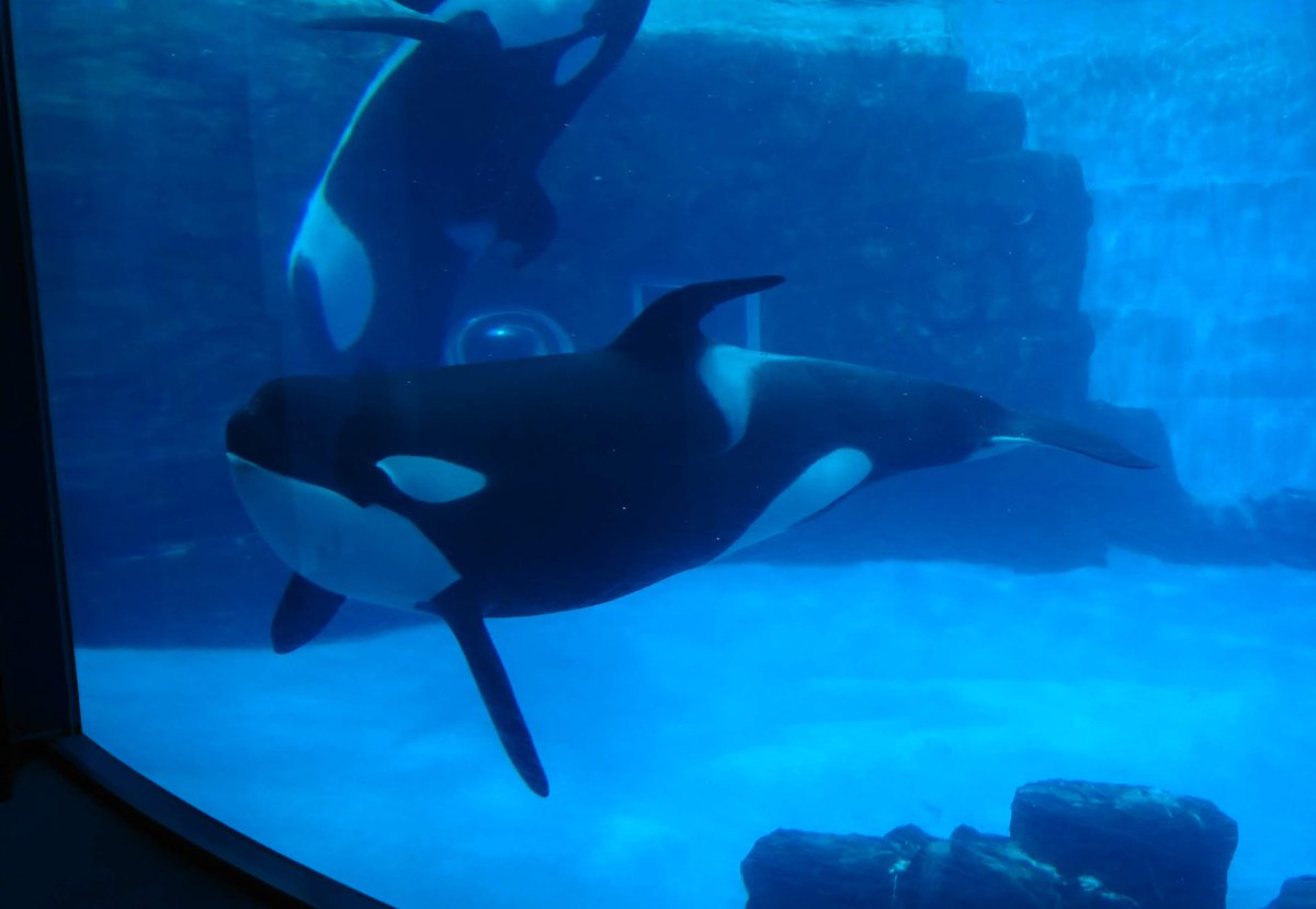 あつみっく🐬🐧じゃあにぃ🗾 tweet media