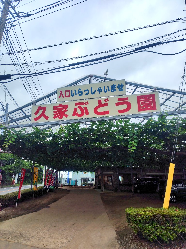 hosobosochousa's tweet photo. 何回か前を通った久家ぶどう園さんが開園したので買いに行ってきました。駐車場の上がブドウ棚というニクイ演出！前通った時は高所作業車で管理されていて驚きました。
ゴールドフィンガー、シナノパープル、安芸クイーン、巨峰、アウローラの試食をさせていただきました。やはり安芸クイーンが好み！ https://t.co/S5OXYjRqPx