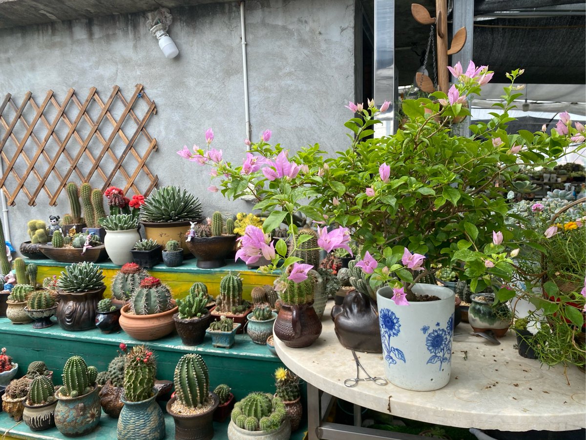 Basir50059791's tweet photo. Just turned old mason jars into cute hanging succulent planters—super easy DIY for a rainy Saturday! https://t.co/3o6aoQFuep