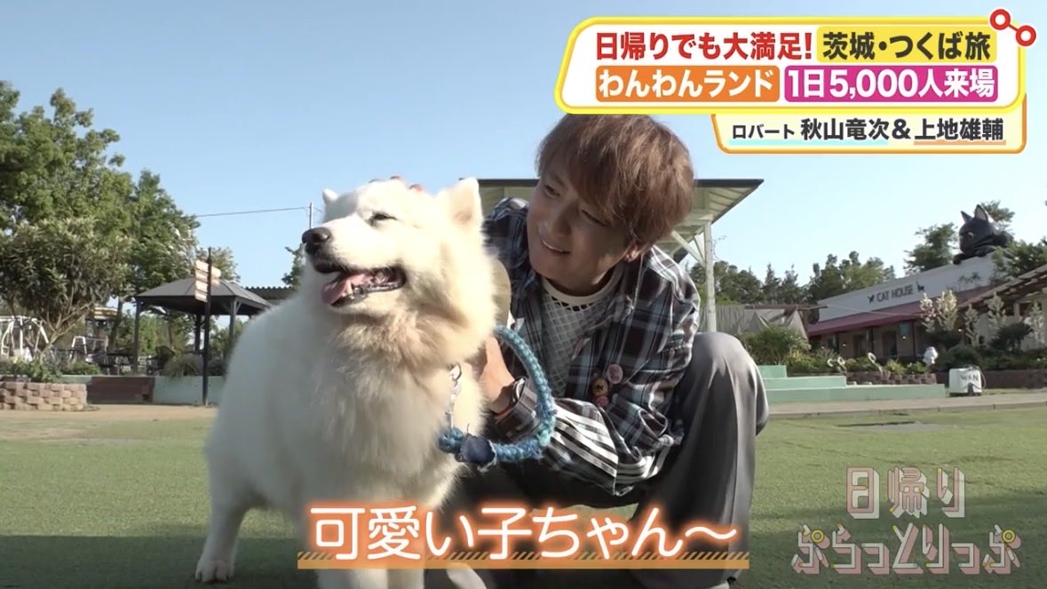 Ilikeyellowbus's tweet photo. 犬そこ代われ🐕 https://t.co/hP9tFj6TMn