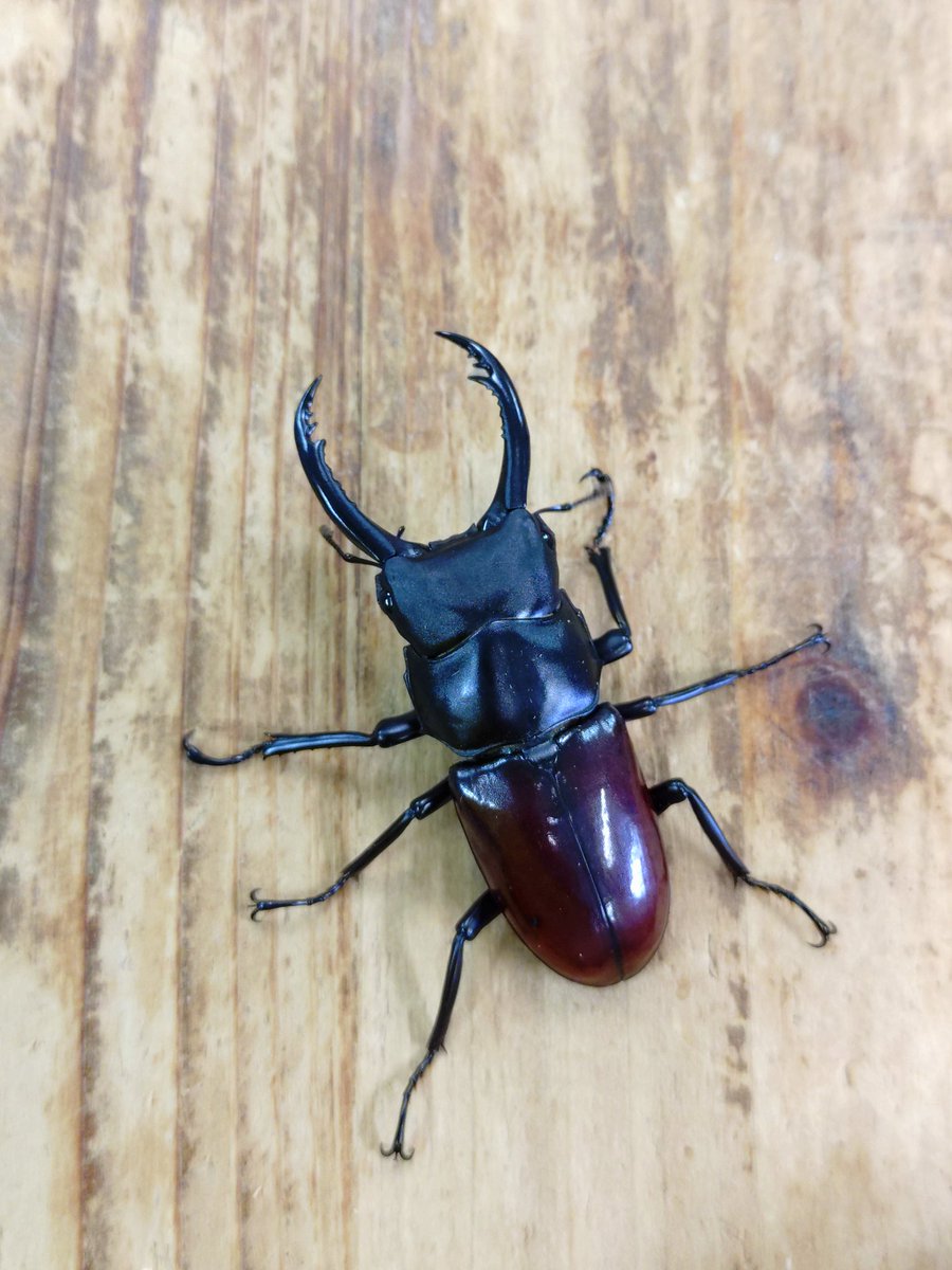 kuwagata_life's tweet photo. 本日天然物のラオス産クルビデンス、アンタエウス、クベラツヤクワガタ、タイ産アローコクワを入荷しました。
店頭にて販売しております。
宜しくお願い致します。 https://t.co/37jBW4m5cQ
