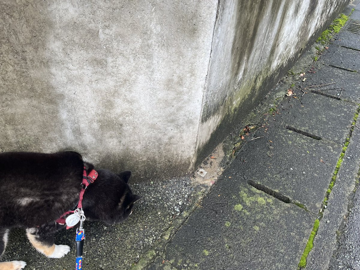 RukoLife's tweet photo. 雨の合間にお散歩🐾
と思って慌てて行ったのに夕方になってめっちゃ晴れてきた🤣🤣

#柴犬 https://t.co/vjzi5krpWE
