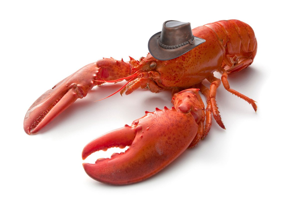 LikeableLobster's tweet photo. July Fourth. Yeehaw. https://t.co/DrZ5wHehsW