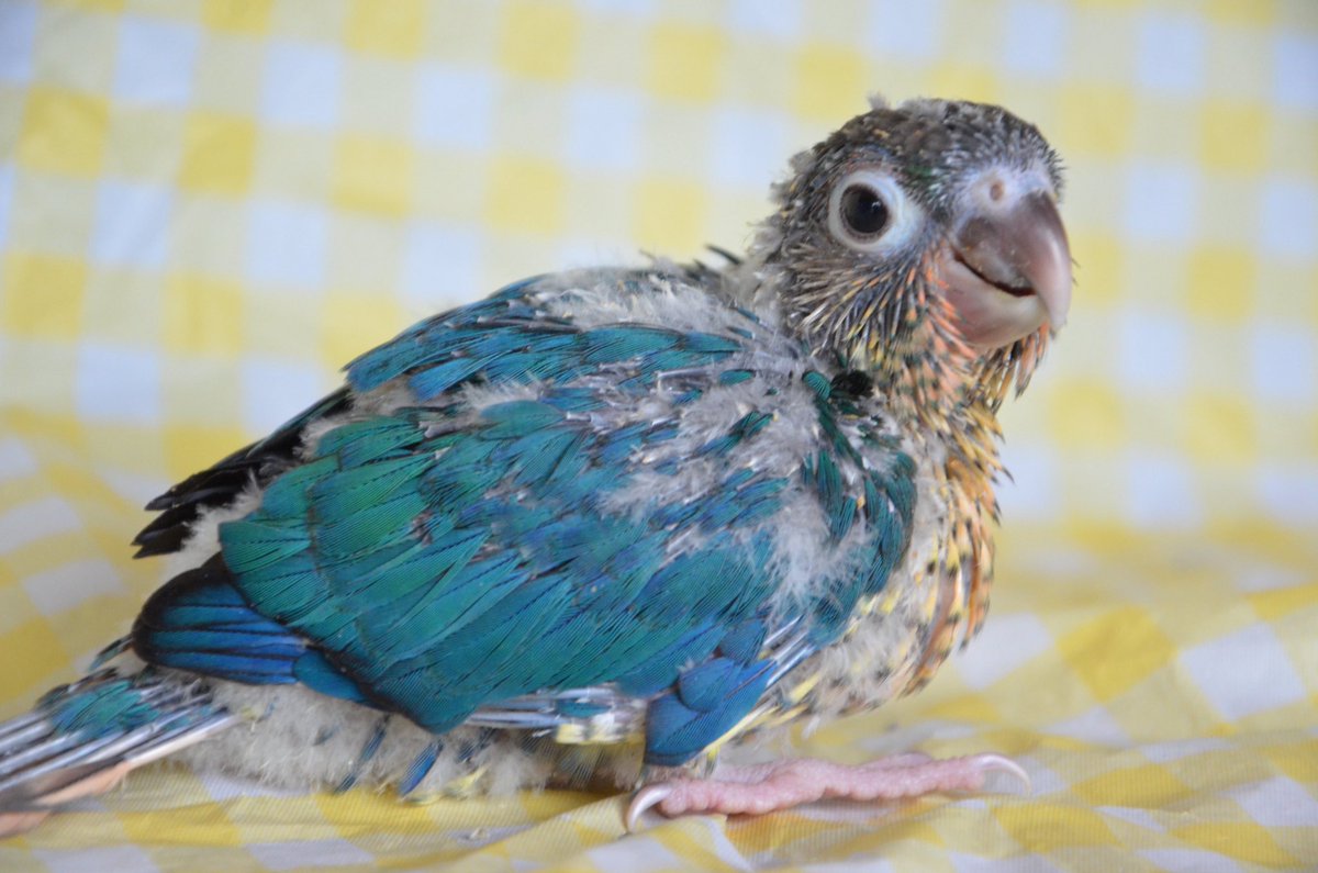 tomimomen's tweet photo. 【雛情報】
ウロコインコの雛をご家族様募集いたします🐣
5/28生まれ【バイオレットインブルーワキコガネ】男の子
5/30生まれ【バイオレットインブルー】男の子
6/5生まれ【バイオレットインブルーワキコガネ】女の子
現在挿し餌1日3回

詳しくはホームページhttps://t.co/wBdbqAFKdQをご覧ください📝 https://t.co/XdXBBbWMeg