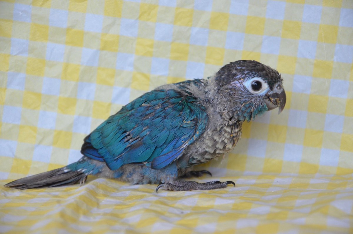 tomimomen's tweet photo. 【雛情報】
ウロコインコの雛をご家族様募集いたします🐣
5/28生まれ【バイオレットインブルーワキコガネ】男の子
5/30生まれ【バイオレットインブルー】男の子
6/5生まれ【バイオレットインブルーワキコガネ】女の子
現在挿し餌1日3回

詳しくはホームページhttps://t.co/wBdbqAFKdQをご覧ください📝 https://t.co/XdXBBbWMeg
