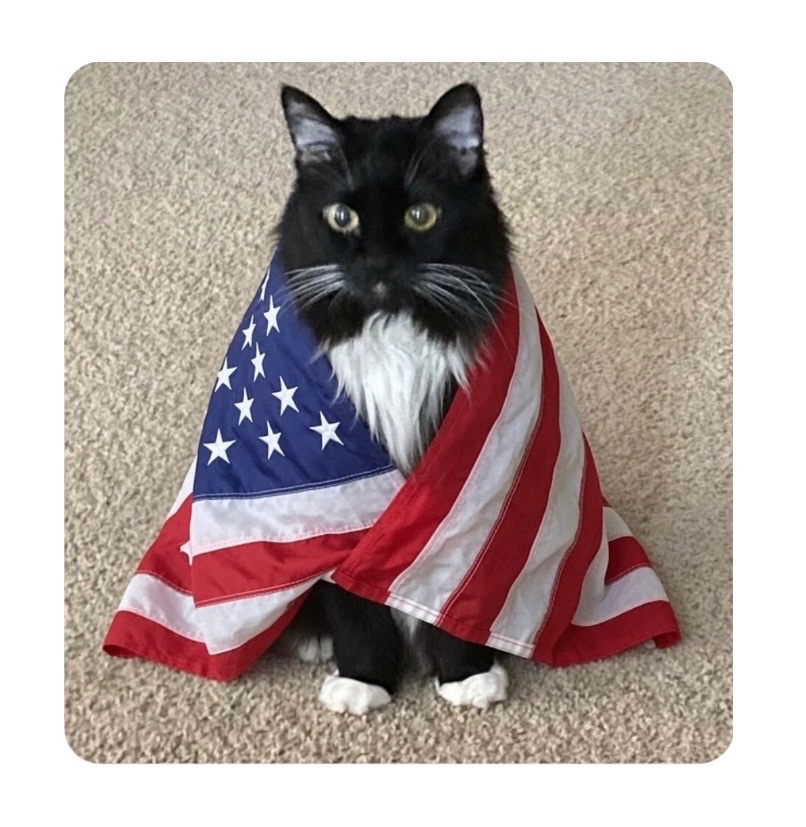 rebaraebeemee's tweet photo. Mrs. Norris you are so Darn Cute!!
Happy 16th Birthday my sweet kitten and Happy 4th America!! 🇺🇸🦅 https://t.co/JiIAH9XIHp