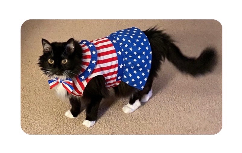 rebaraebeemee's tweet photo. Mrs. Norris you are so Darn Cute!!
Happy 16th Birthday my sweet kitten and Happy 4th America!! 🇺🇸🦅 https://t.co/JiIAH9XIHp