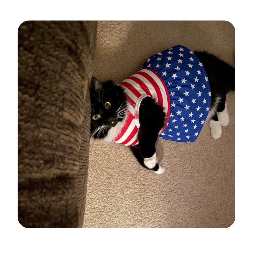 rebaraebeemee's tweet photo. Mrs. Norris you are so Darn Cute!!
Happy 16th Birthday my sweet kitten and Happy 4th America!! 🇺🇸🦅 https://t.co/JiIAH9XIHp