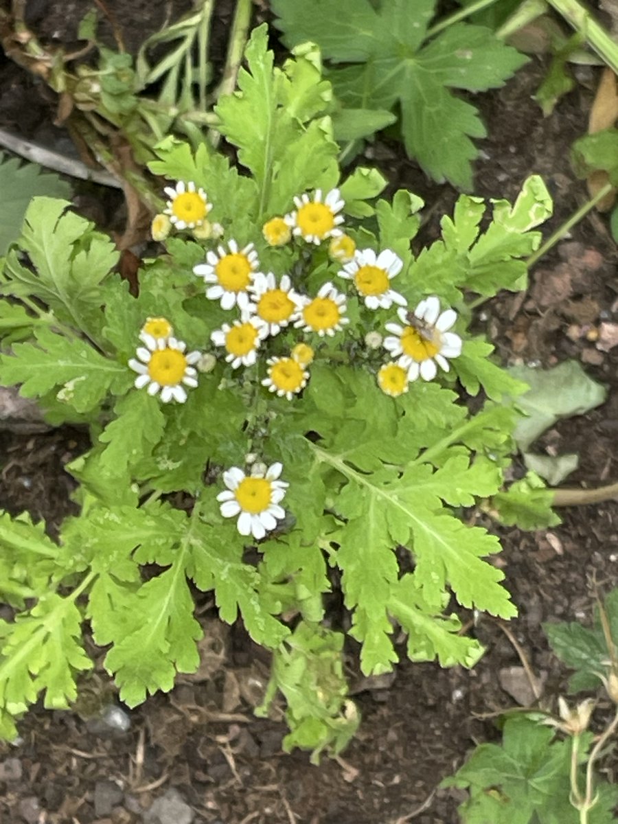 helen21206699's tweet photo. Good morning from my little #cottage #garden #feverfew https://t.co/GUmVpz3cY0