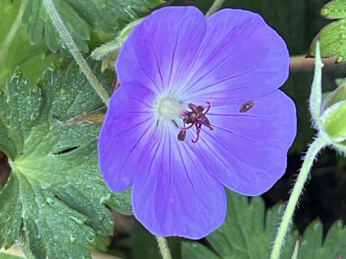 WeerkampJos's tweet photo. Goedemorgen.
Zon, fijne temperatuur.
Al een rondje gelopen.
De was hangt aan de lijn. Nu koffie βοΈ
Fijne zaterdag jullie.π
#Fleurop #Flowers #Geranium_Rozanne πππππ https://t.co/XaglDY5Byf